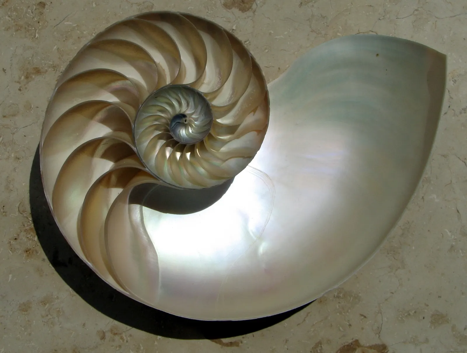 Sezione di una conchiglia di nautilus: le camere crescono secondo una spirale logaritmica